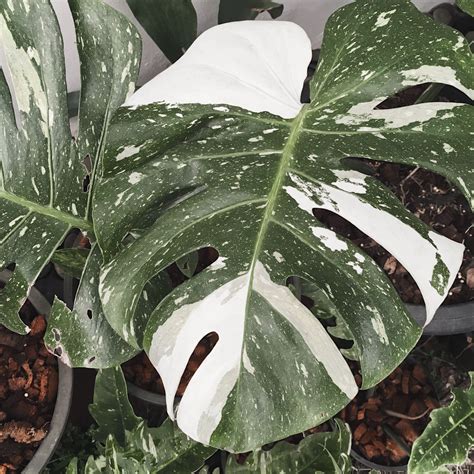 The healing powers of the monstera: ancient remedies and modern miracles